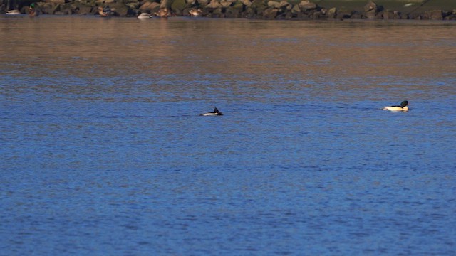 Red-breasted Merganser - ML613268322