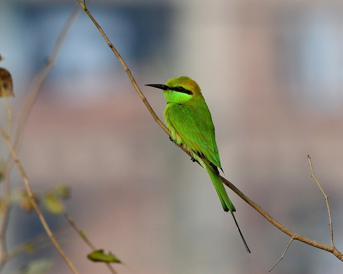 Asian Green Bee-eater - ML613268432