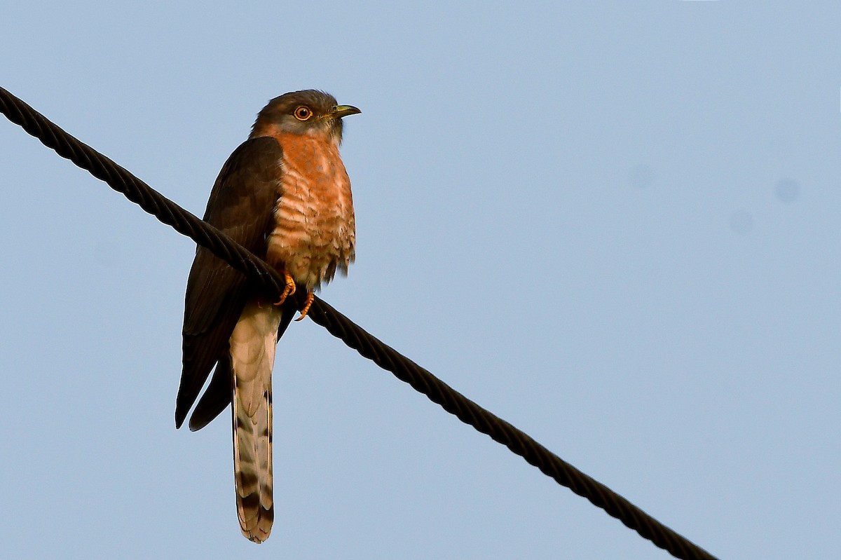 Common Hawk-Cuckoo - ML613268443