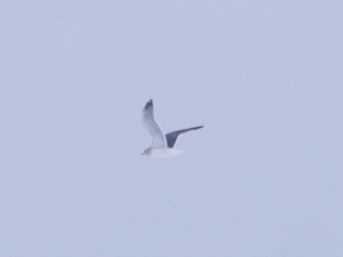 Lesser Black-backed Gull - Aidan Hamilton