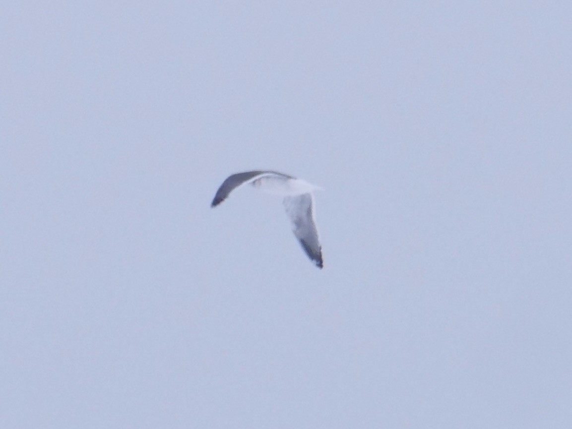 Lesser Black-backed Gull - ML613268448