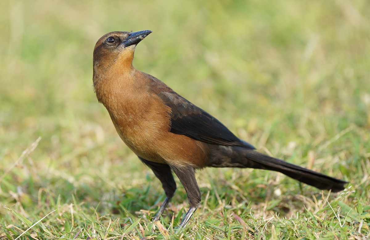 Boat-tailed Grackle - ML613268452