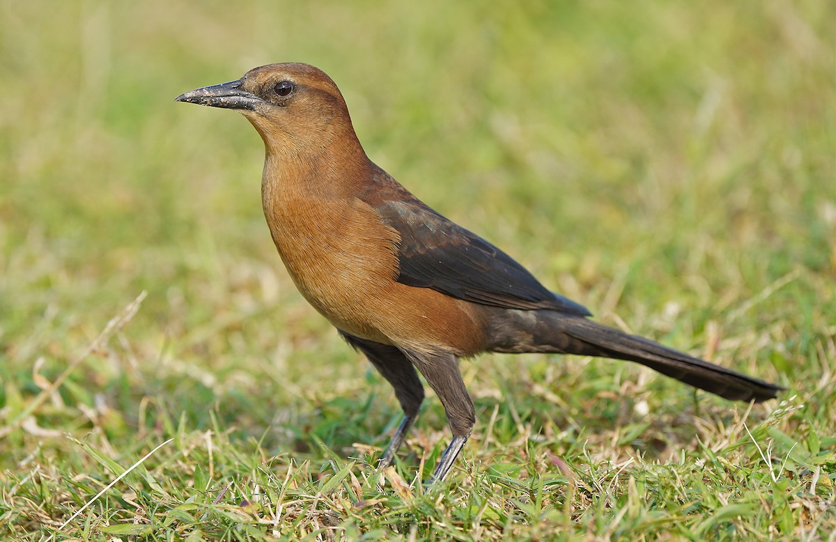 Boat-tailed Grackle - ML613268453