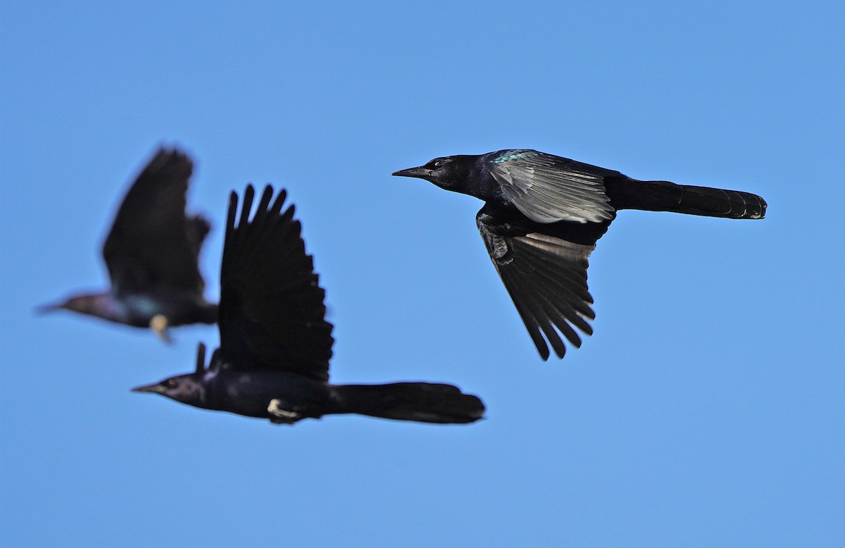 Boat-tailed Grackle - ML613268462