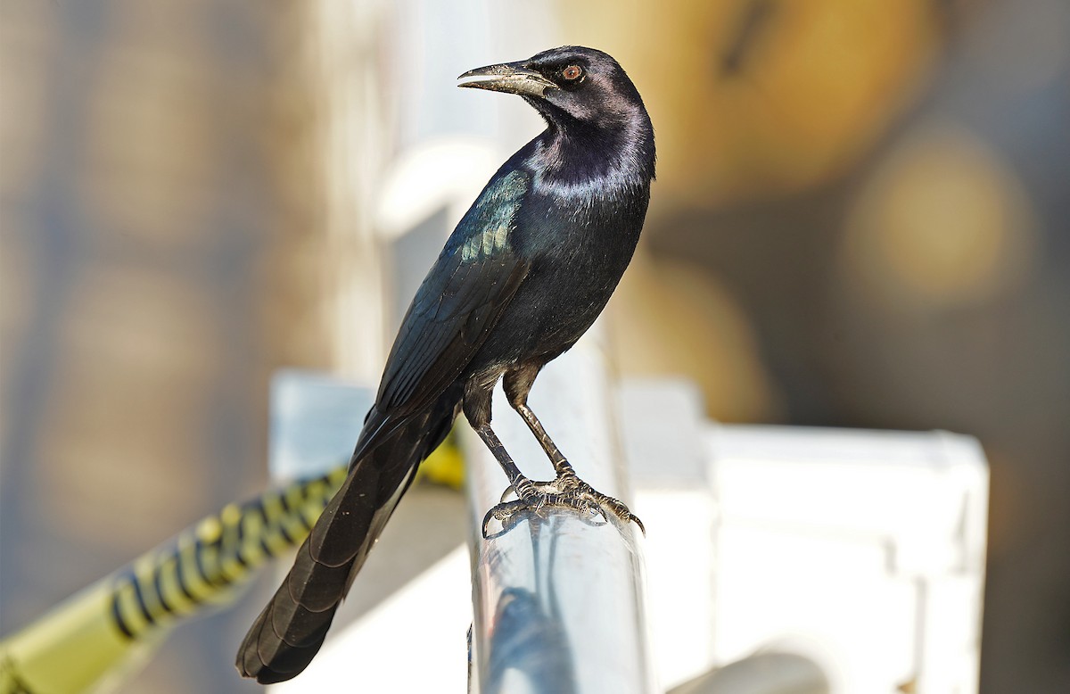 Boat-tailed Grackle - ML613268499