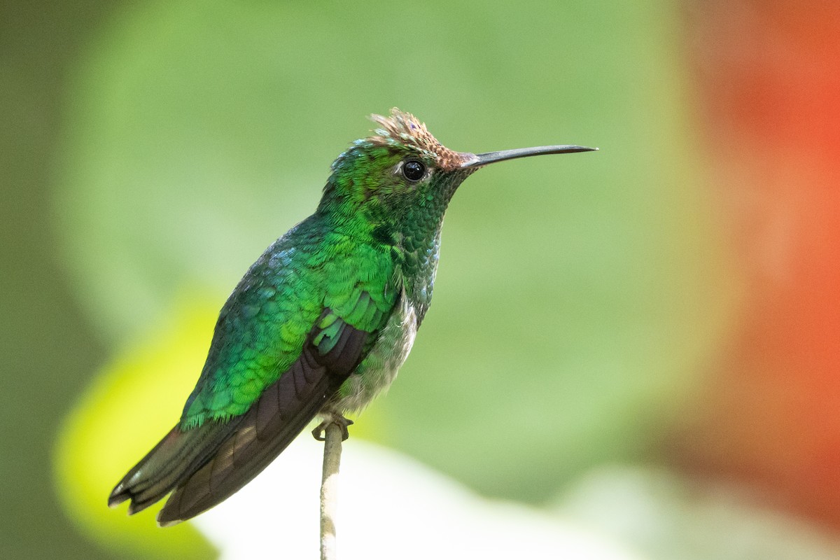 Violet-capped Hummingbird - ML613268747