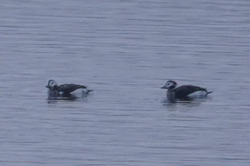 Long-tailed Duck - ML613268924