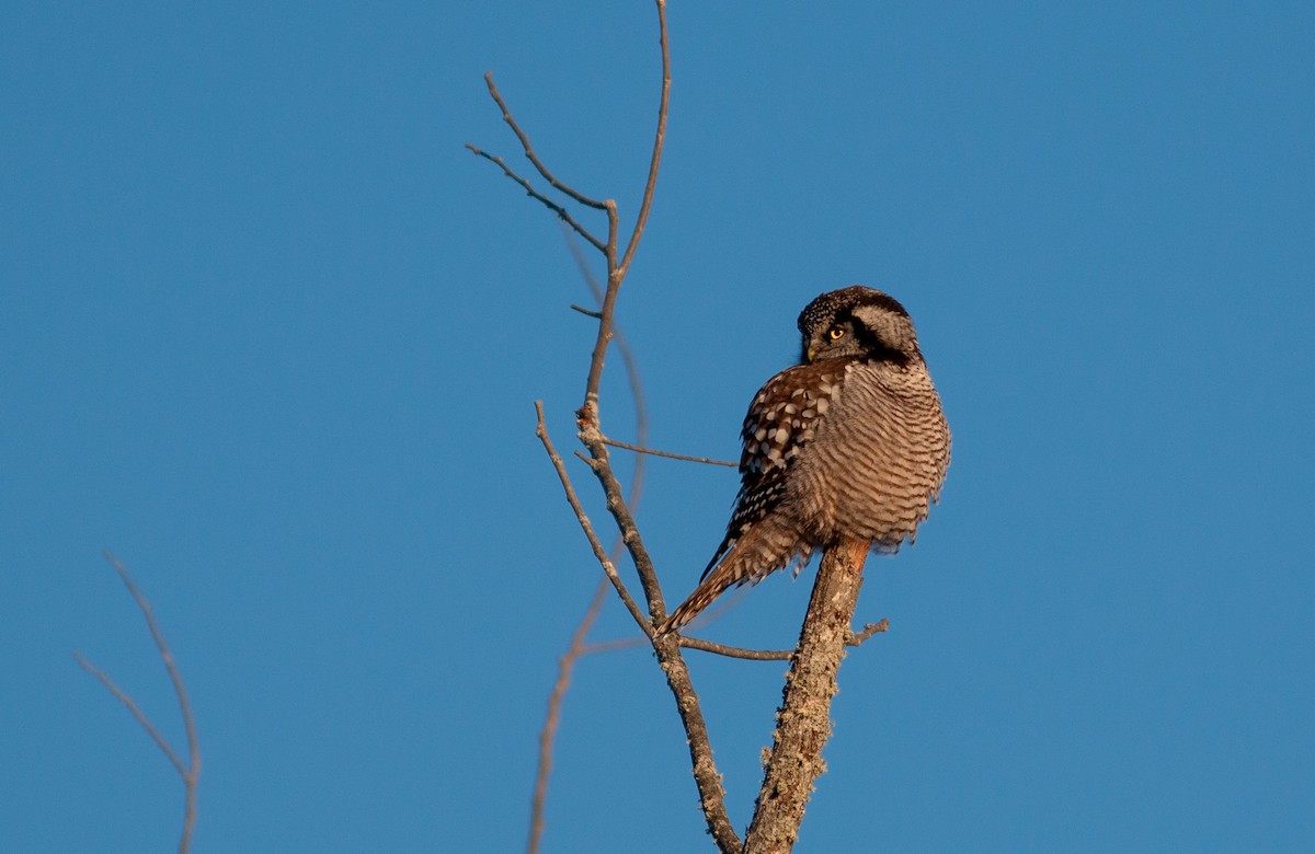 Northern Hawk Owl - ML613268989