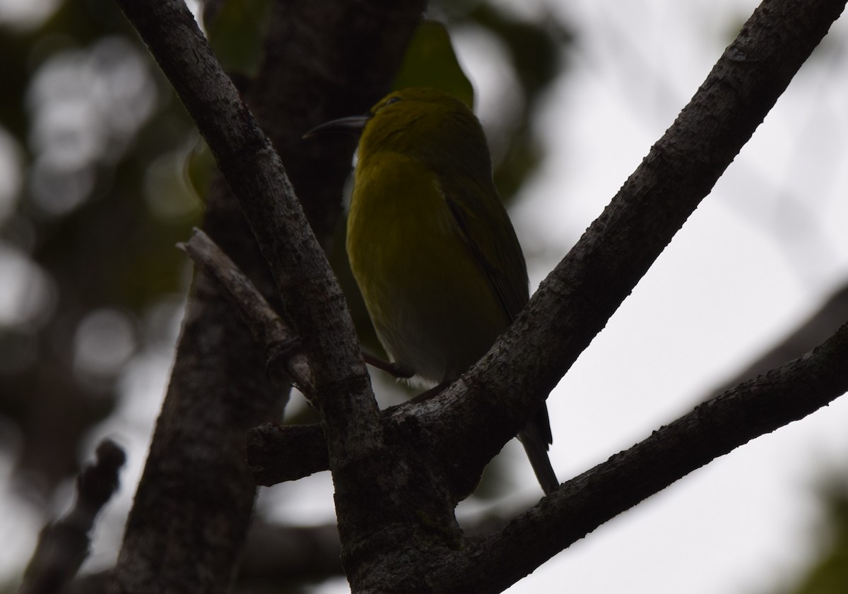 Kauai-Amakihikleidervogel - ML613268995