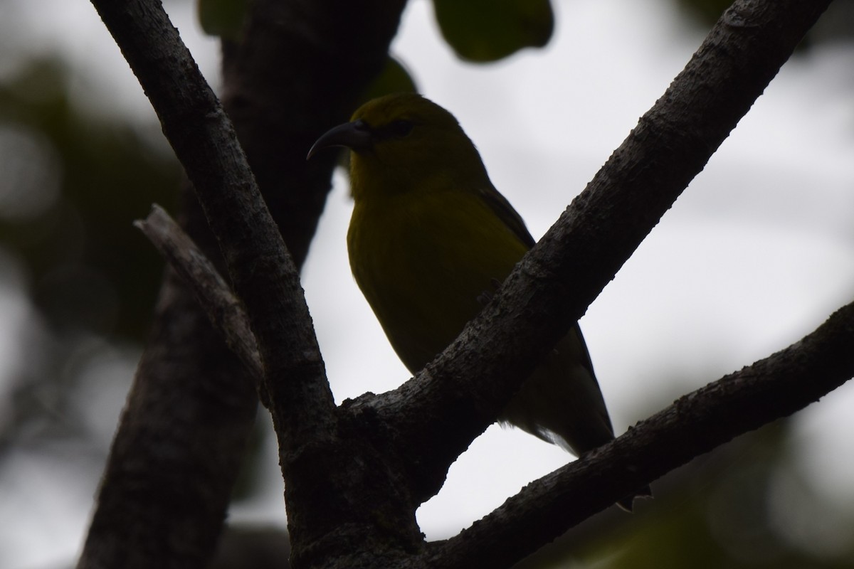 Kauai-Amakihikleidervogel - ML613268996