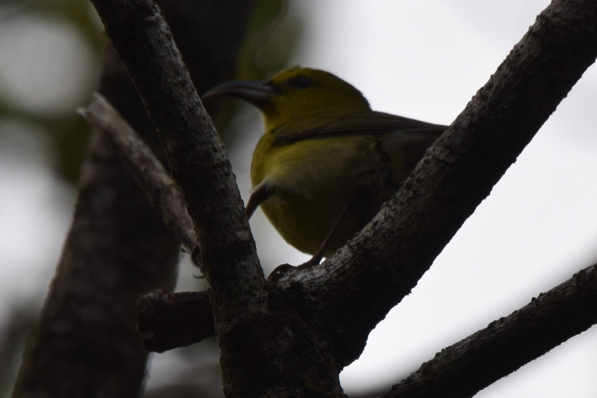 Kauai-Amakihikleidervogel - ML613268997