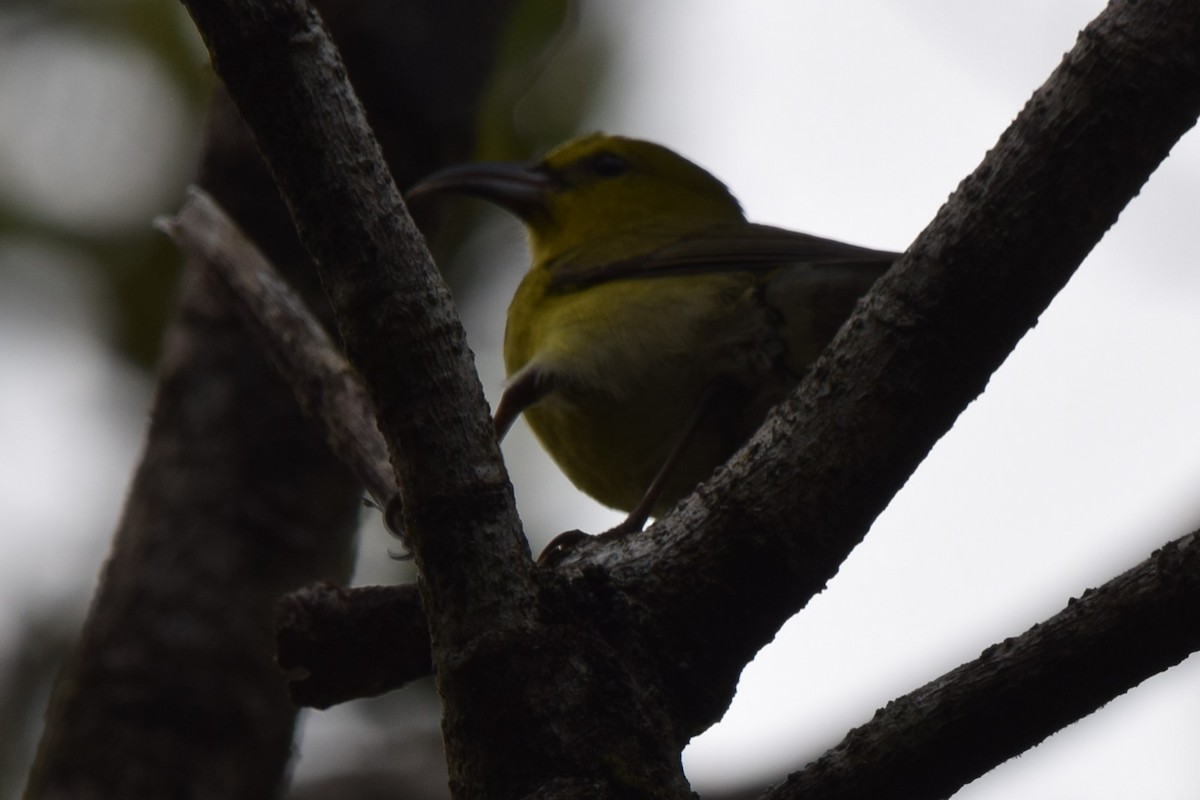 Kauai Amakihisi - ML613268997