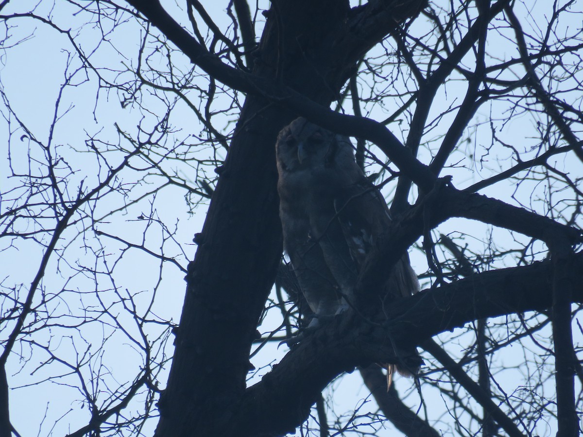 Verreaux's Eagle-Owl - ML613269036