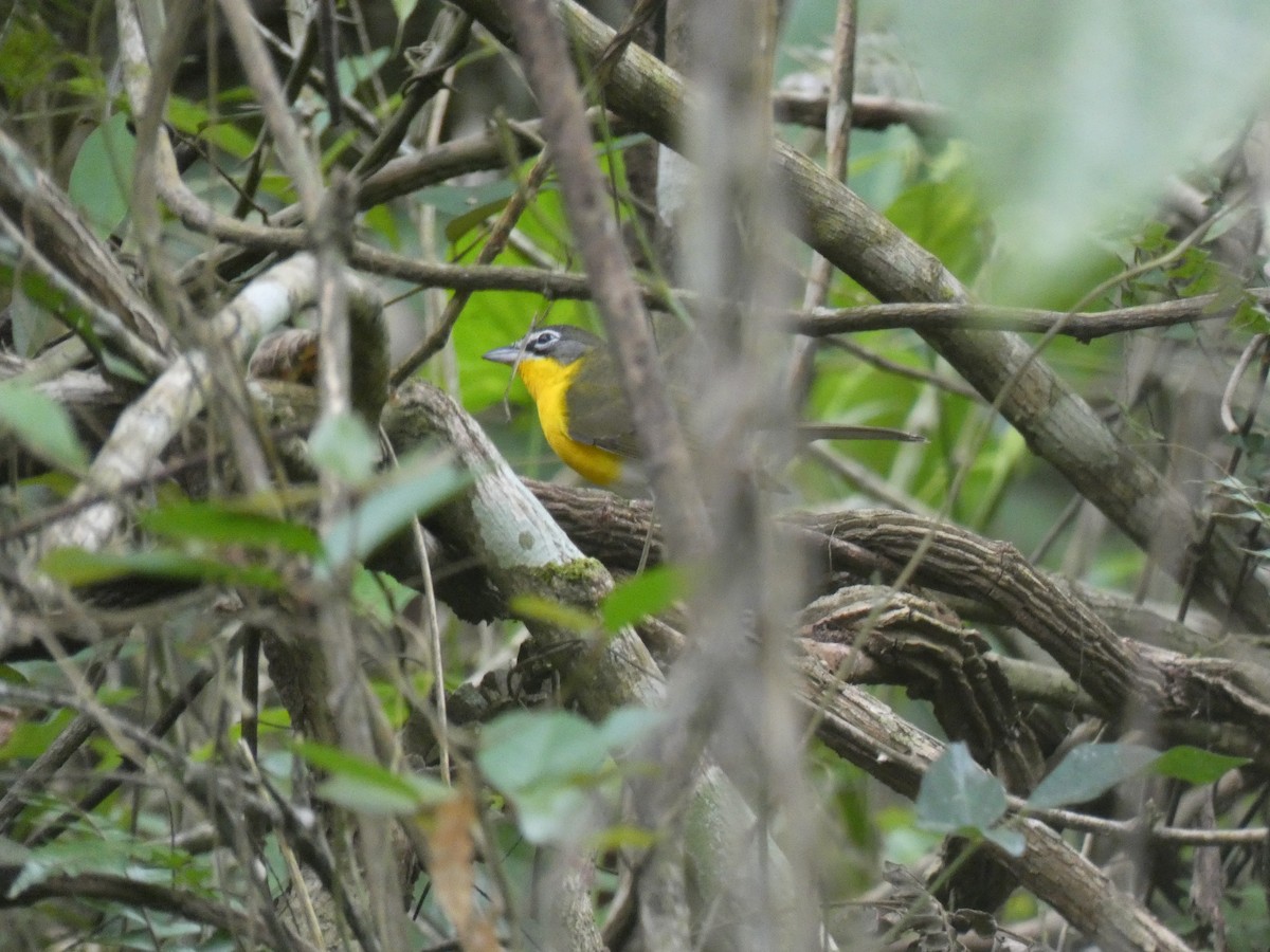 Yellow-breasted Chat - ML613269058