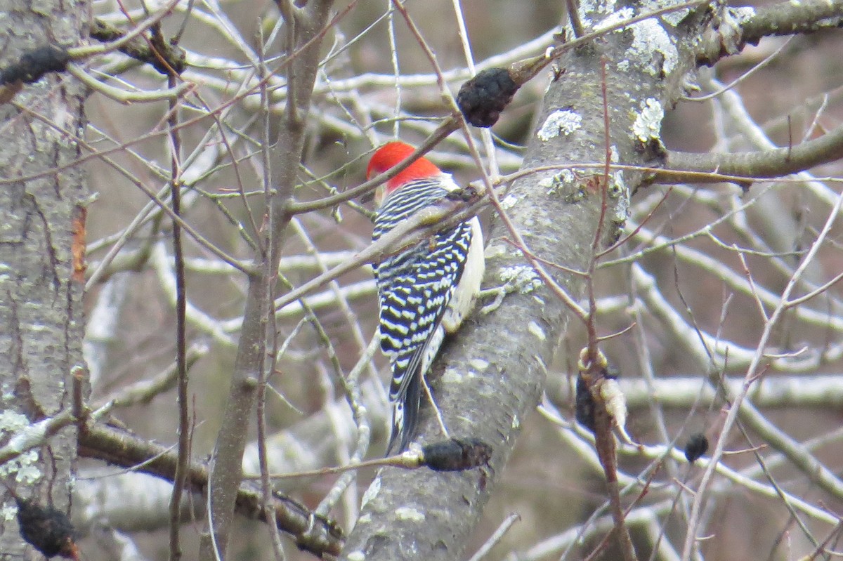 Red-bellied Woodpecker - ML613269065