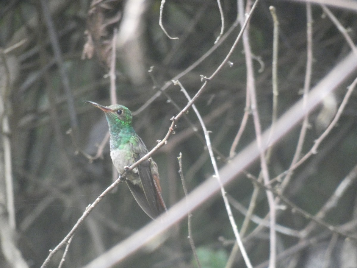 Rufous-tailed Hummingbird - ML613269107