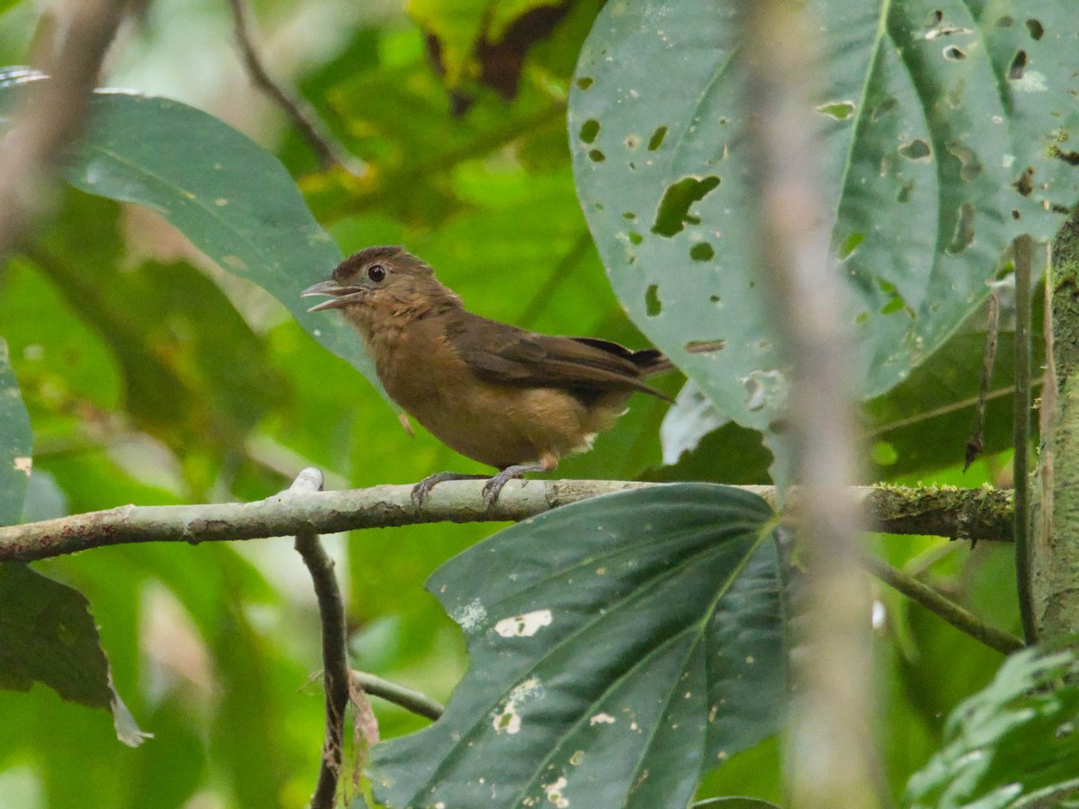 Arafura Shrikethrush - Eric Carpenter