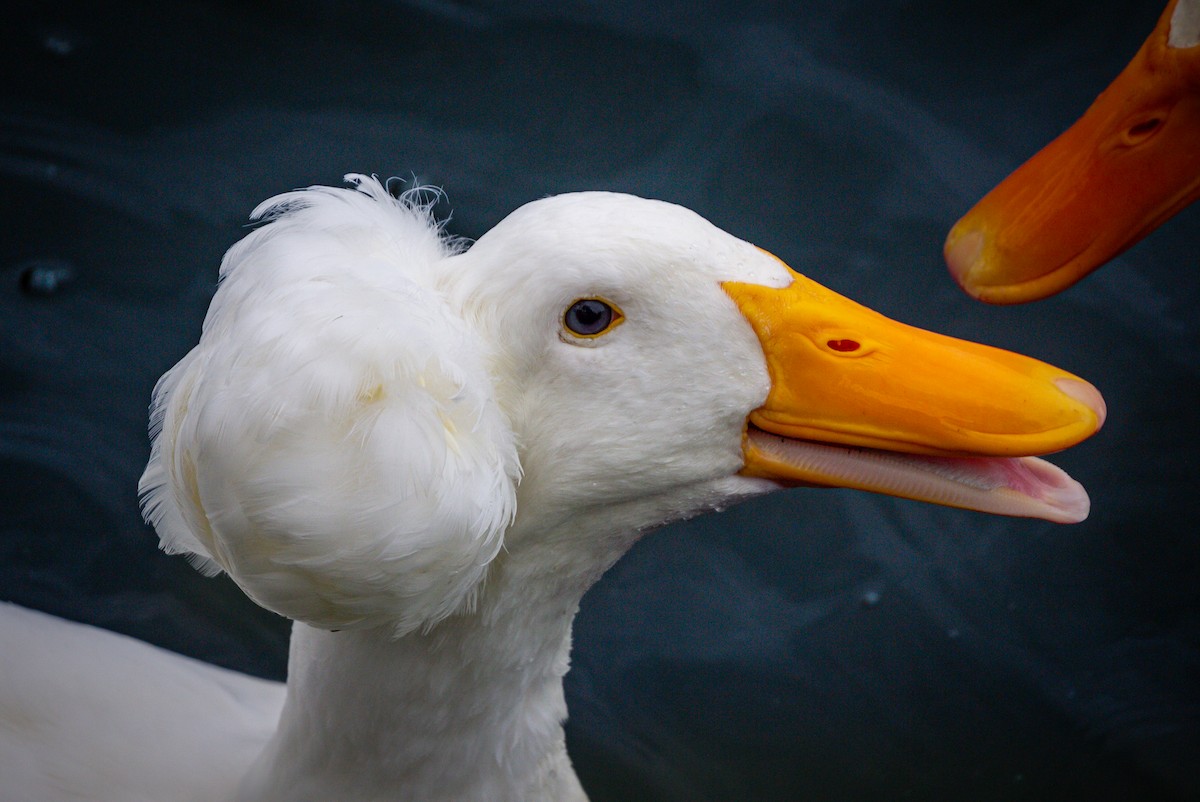 Mallard (Domestic type) - John Mahon