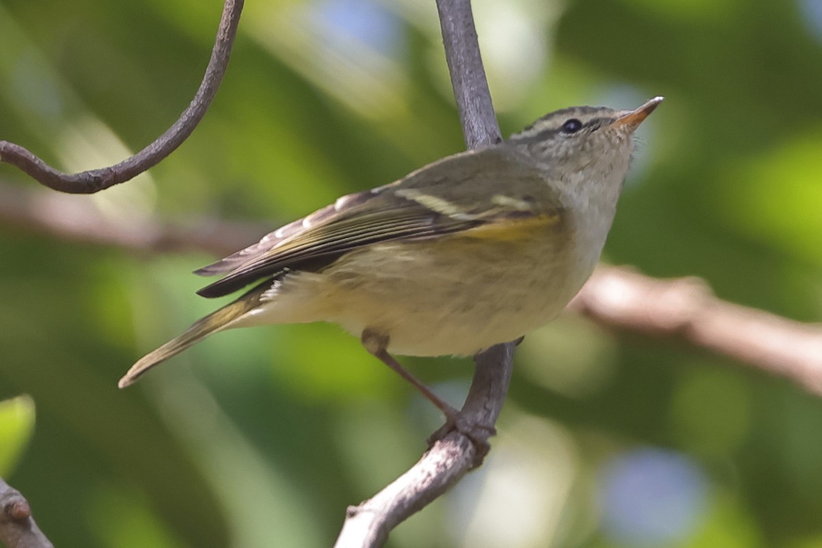 Hume's Warbler - ML613269193