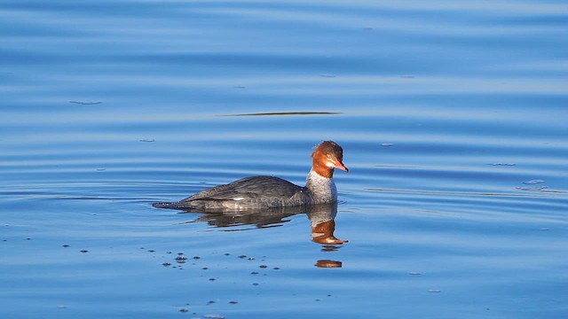 Common Merganser - ML613269213