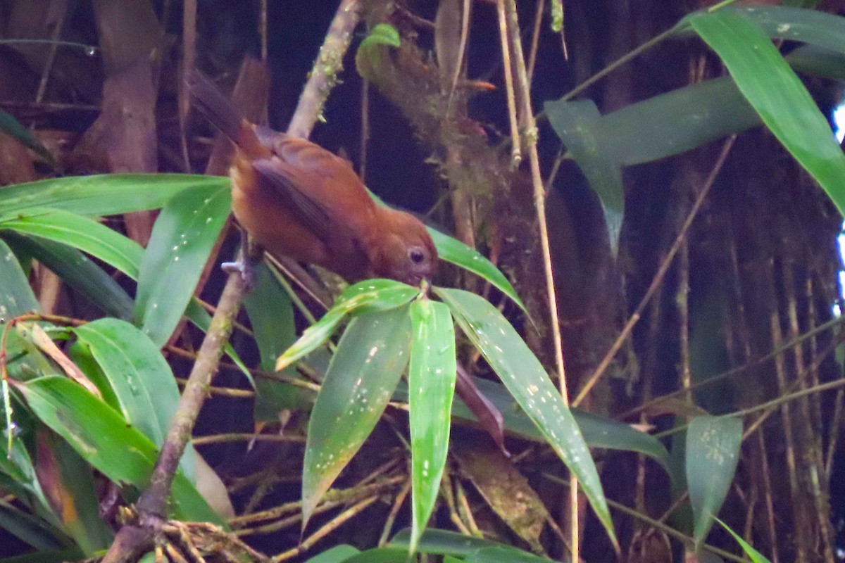 Ecuadorian Seedeater - ML613269223