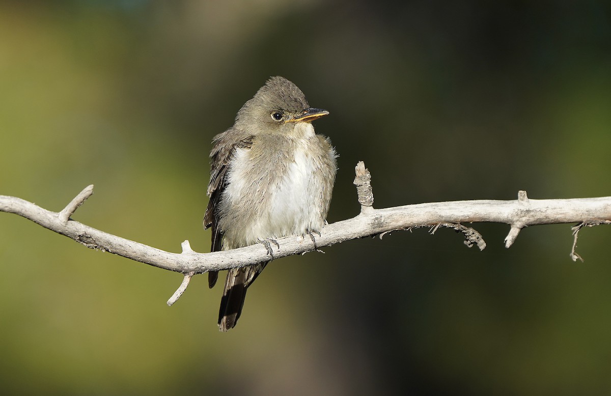 Olive-sided Flycatcher - ML613269232