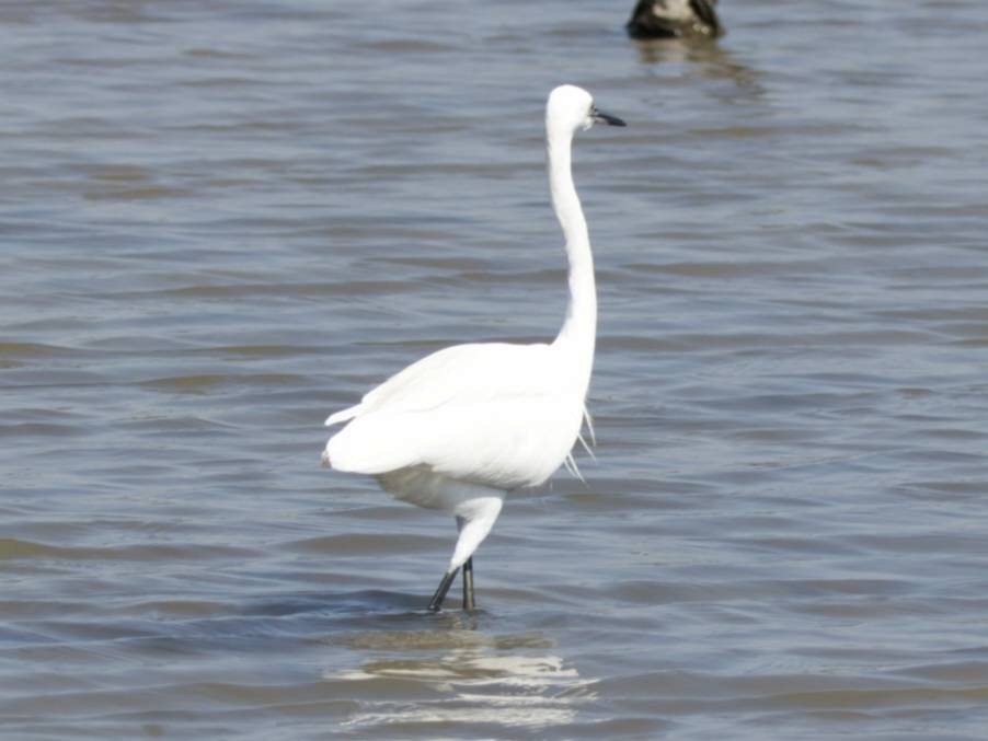 Little Egret - ML613269319