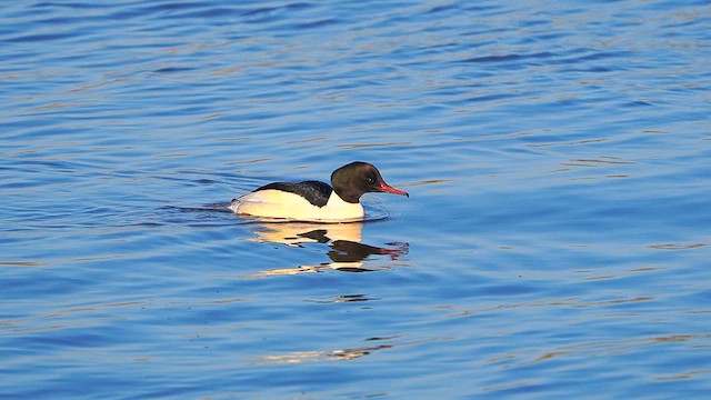 Common Merganser - ML613269345