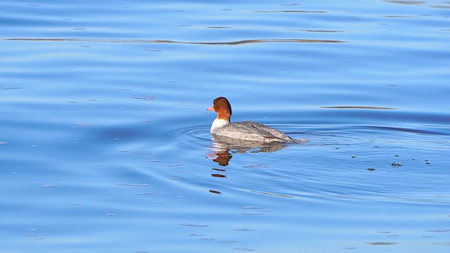 Common Merganser - ML613269346