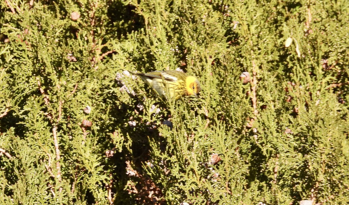 Cape May Warbler - Judith Ellyson