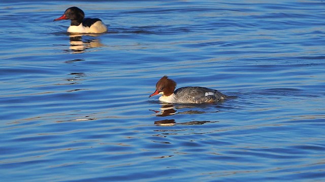 Common Merganser - ML613269365