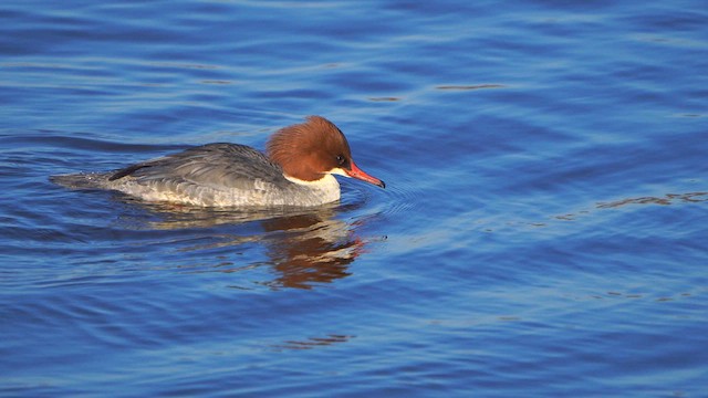 Common Merganser - ML613269374