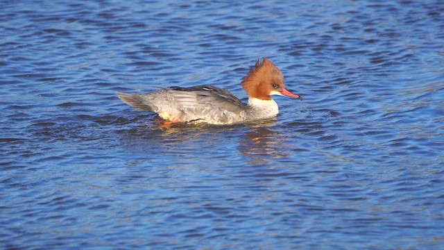 Common Merganser - ML613269383