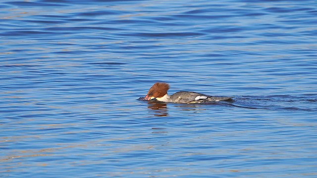 Common Merganser - ML613269386