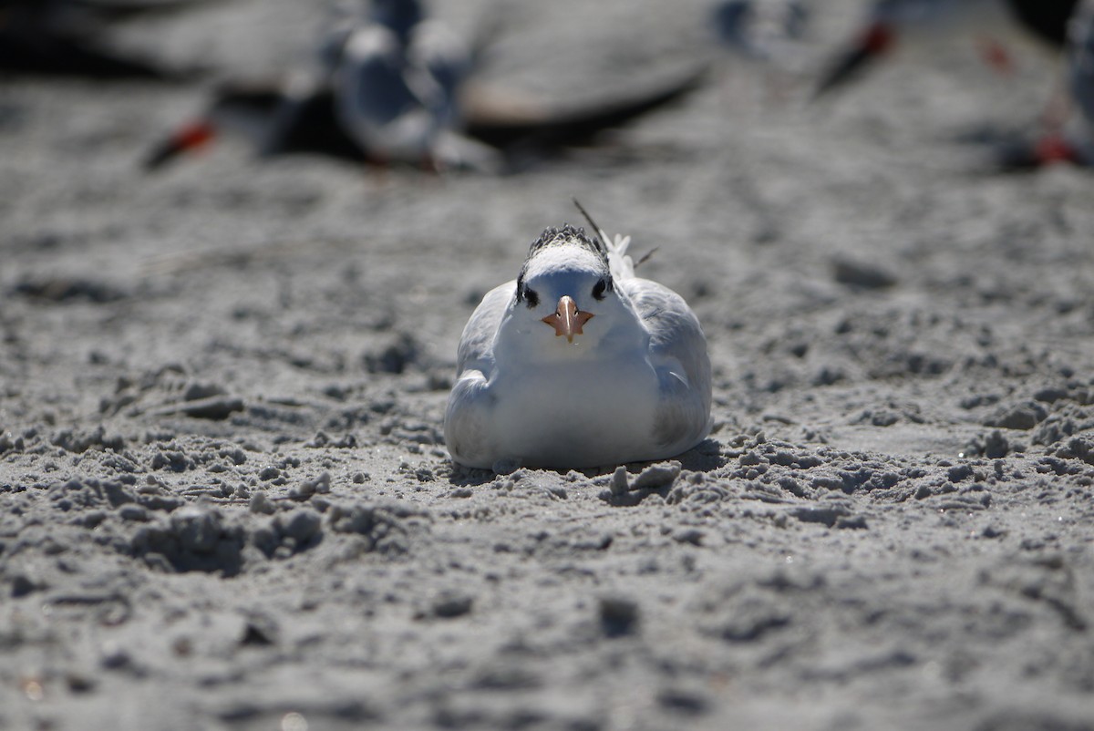 Royal Tern - John Mahon