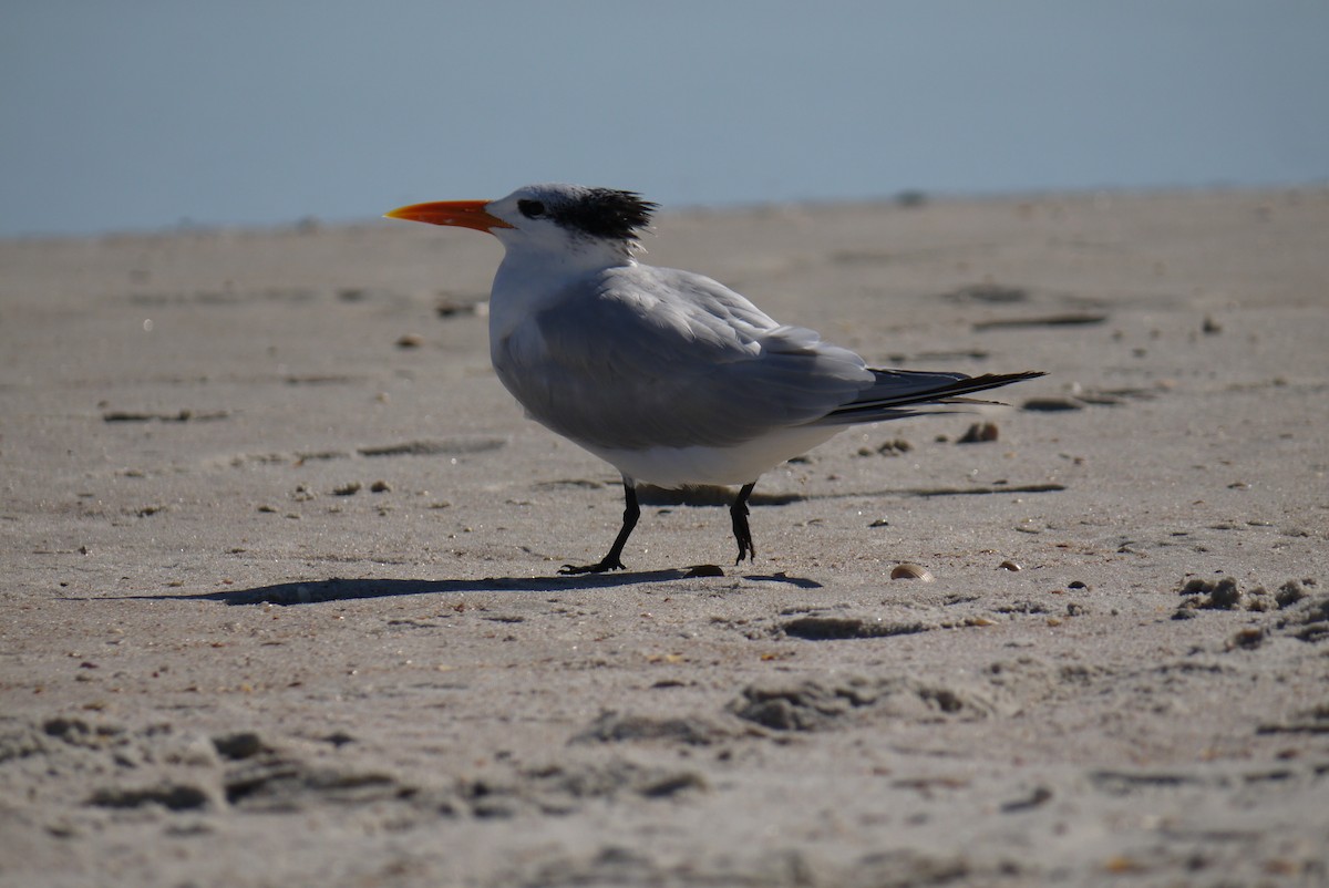 Royal Tern - John Mahon