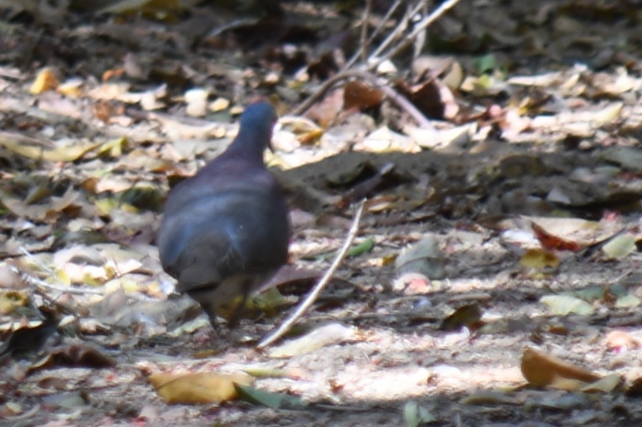 Pigeon de Madagascar - ML613269471