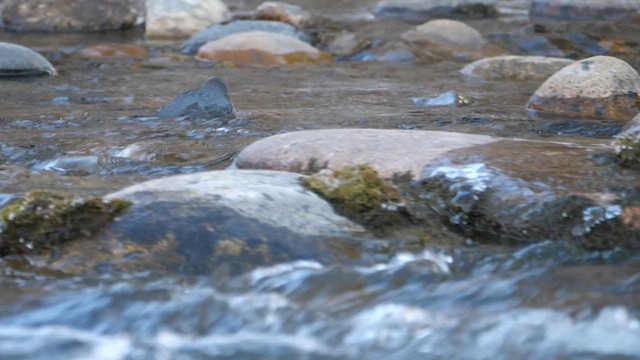 American Dipper - ML613269512