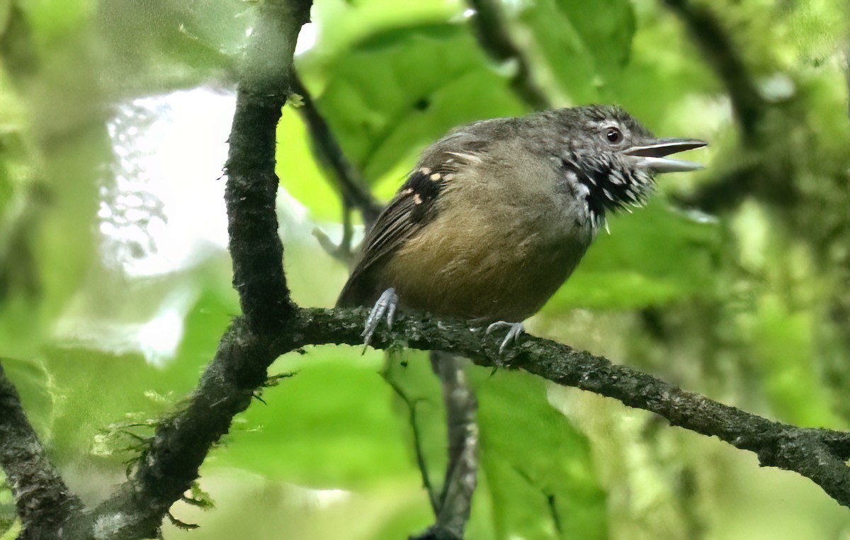 Checker-throated Stipplethroat - ML613269550