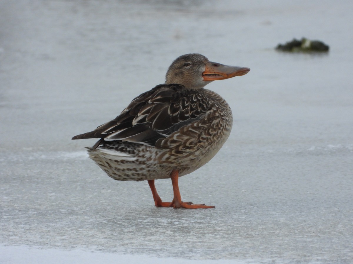 מרית צפונית - ML613269569