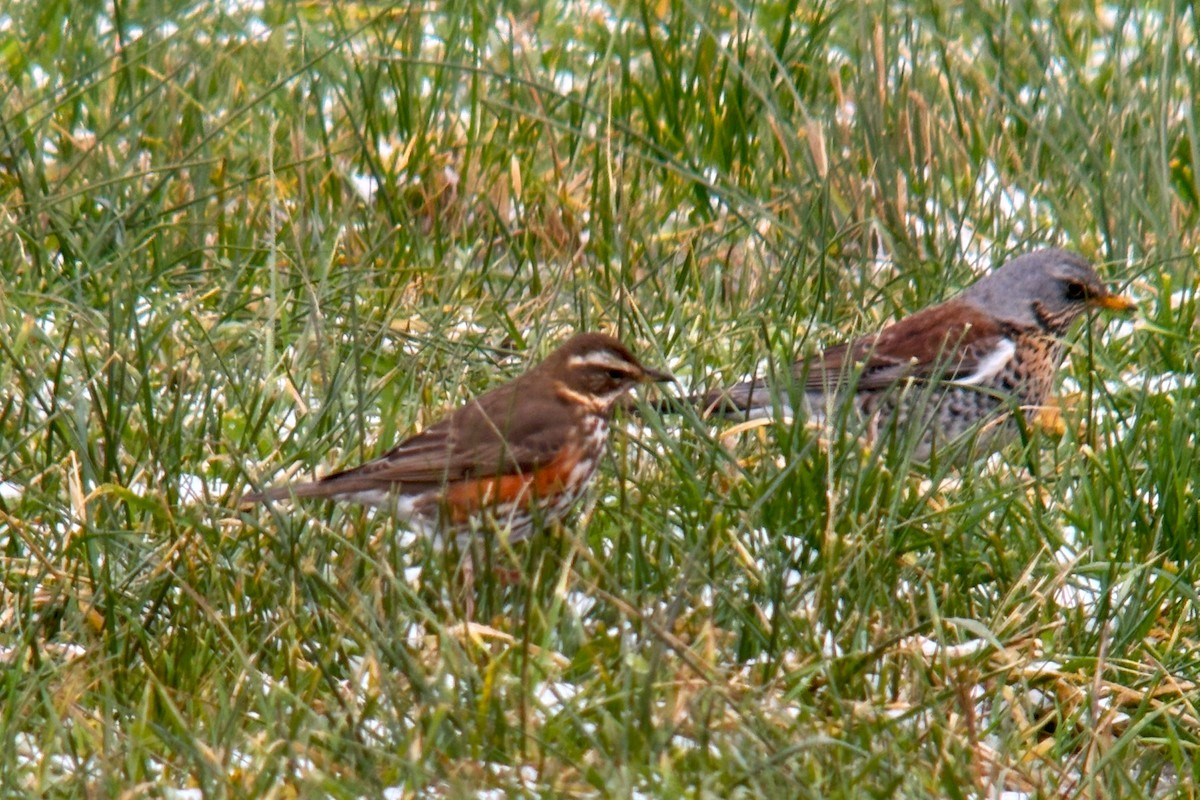 Fieldfare - Anonymous