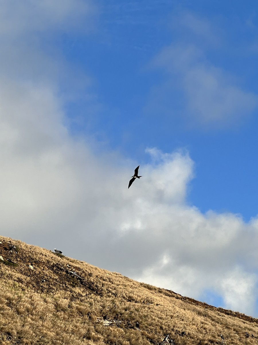 Great Frigatebird - ML613269630