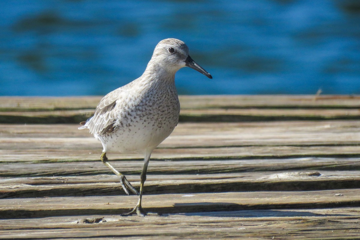 Red Knot - ML613269672