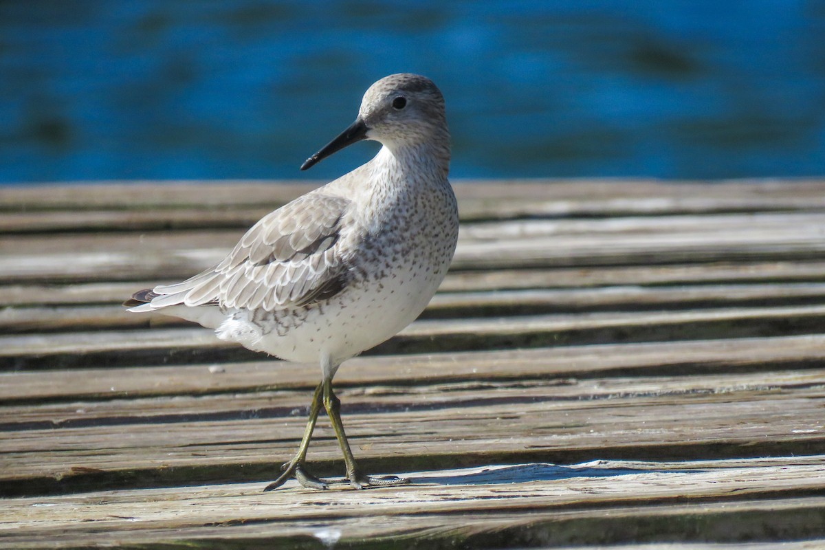 Red Knot - ML613269786