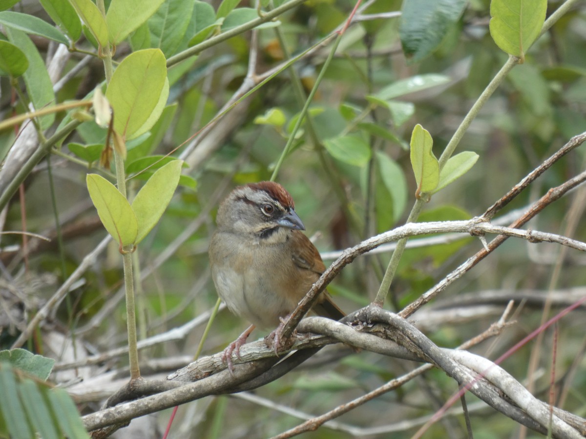 Rusty Sparrow - Nate Klassen