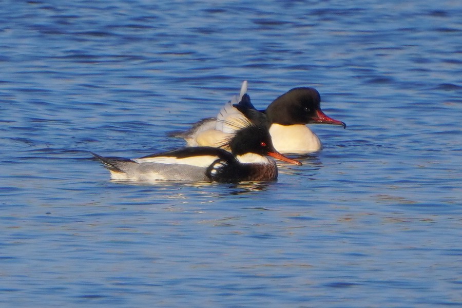 Red-breasted Merganser - ML613269814