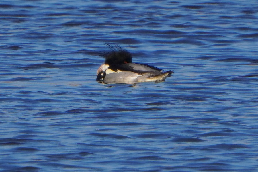 Red-breasted Merganser - ML613269815