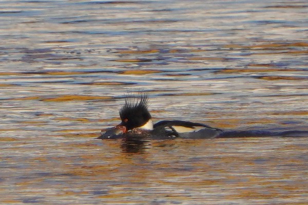 Red-breasted Merganser - ML613269817