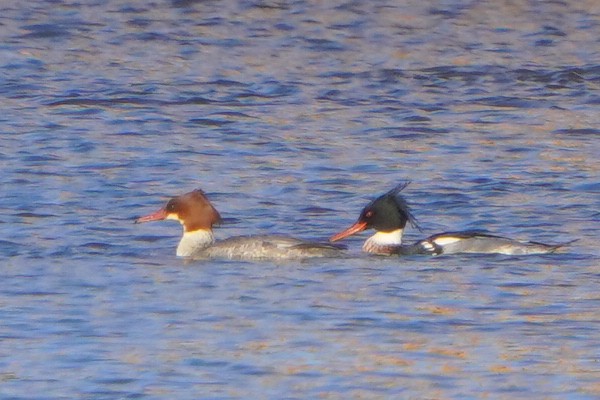 Red-breasted Merganser - ML613269818