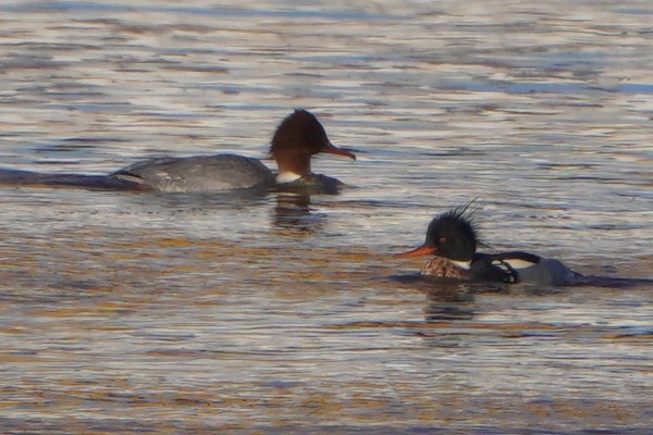 Red-breasted Merganser - ML613269819